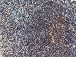 POLR2E Antibody in Immunohistochemistry (Paraffin) (IHC (P))