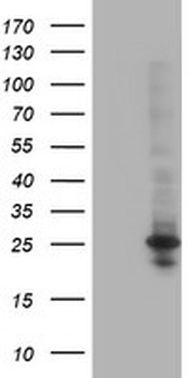 POLR2E Antibody in Western Blot (WB)