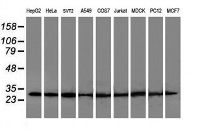 POLR2E Antibody in Western Blot (WB)