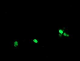 POLR3C Antibody in Immunocytochemistry (ICC/IF)