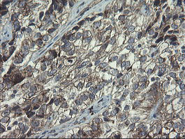 POLR3C Antibody in Immunohistochemistry (Paraffin) (IHC (P))