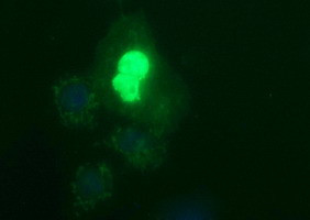 POLR3GL Antibody in Immunocytochemistry (ICC/IF)