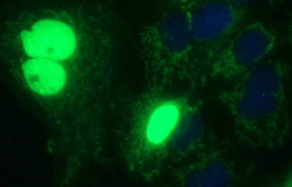 POLR3GL Antibody in Immunocytochemistry (ICC/IF)