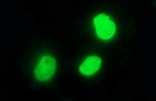 POLR3GL Antibody in Immunocytochemistry (ICC/IF)