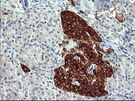 POMC Antibody in Immunohistochemistry (Paraffin) (IHC (P))