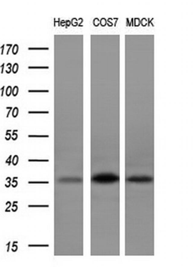 POMC Antibody in Western Blot (WB)