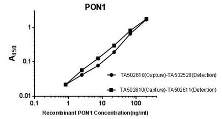 PON1 Antibody in ELISA (ELISA)