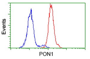 PON1 Antibody in Flow Cytometry (Flow)