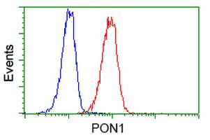 PON1 Antibody in Flow Cytometry (Flow)