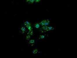 PON1 Antibody in Immunocytochemistry (ICC/IF)