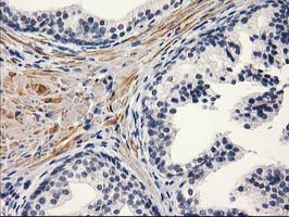 PON1 Antibody in Immunohistochemistry (Paraffin) (IHC (P))