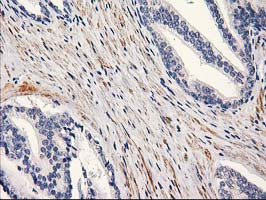 PON1 Antibody in Immunohistochemistry (Paraffin) (IHC (P))