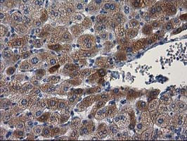 PON1 Antibody in Immunohistochemistry (Paraffin) (IHC (P))