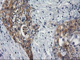 PON1 Antibody in Immunohistochemistry (Paraffin) (IHC (P))