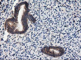 PON1 Antibody in Immunohistochemistry (Paraffin) (IHC (P))