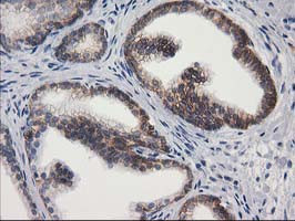 PON1 Antibody in Immunohistochemistry (Paraffin) (IHC (P))