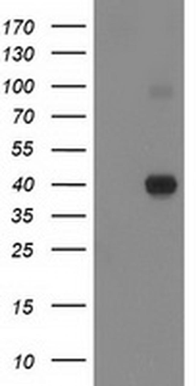 PON1 Antibody in Western Blot (WB)