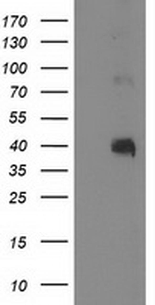 PON1 Antibody in Western Blot (WB)