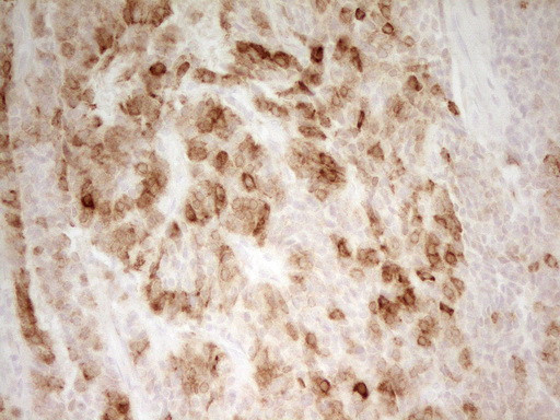 PON3 Antibody in Immunohistochemistry (Paraffin) (IHC (P))