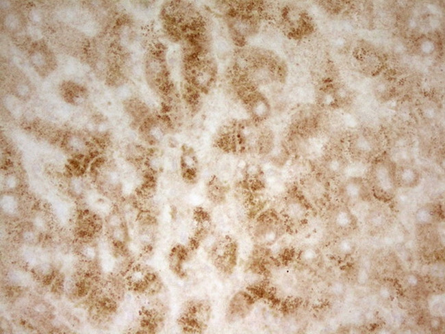 PON3 Antibody in Immunohistochemistry (Paraffin) (IHC (P))