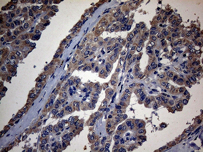 PON3 Antibody in Immunohistochemistry (Paraffin) (IHC (P))