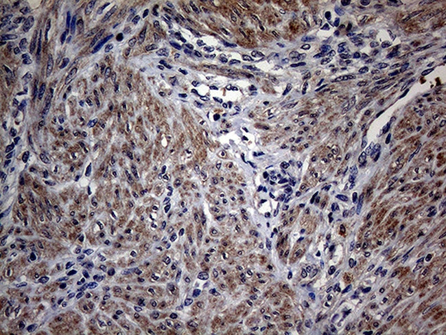 PON3 Antibody in Immunohistochemistry (Paraffin) (IHC (P))