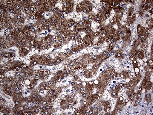 PON3 Antibody in Immunohistochemistry (Paraffin) (IHC (P))