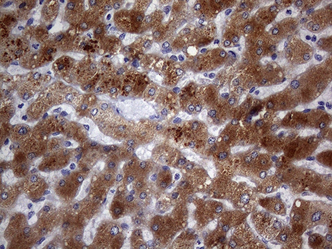 PON3 Antibody in Immunohistochemistry (Paraffin) (IHC (P))