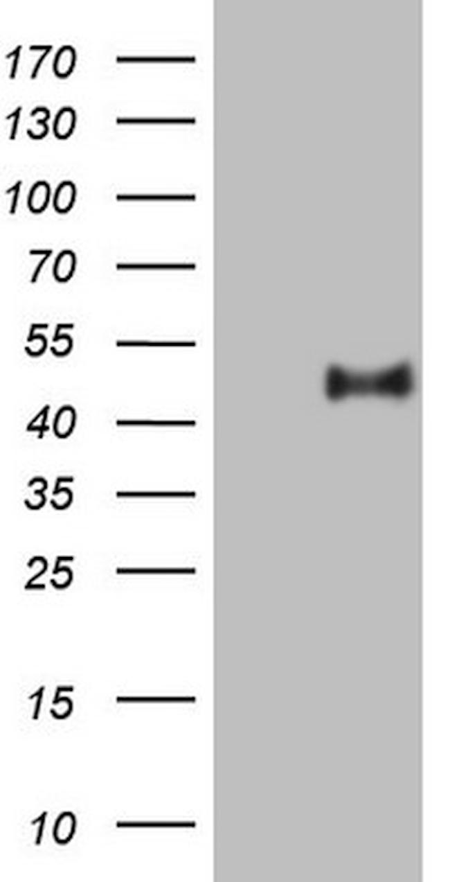 PON3 Antibody in Western Blot (WB)