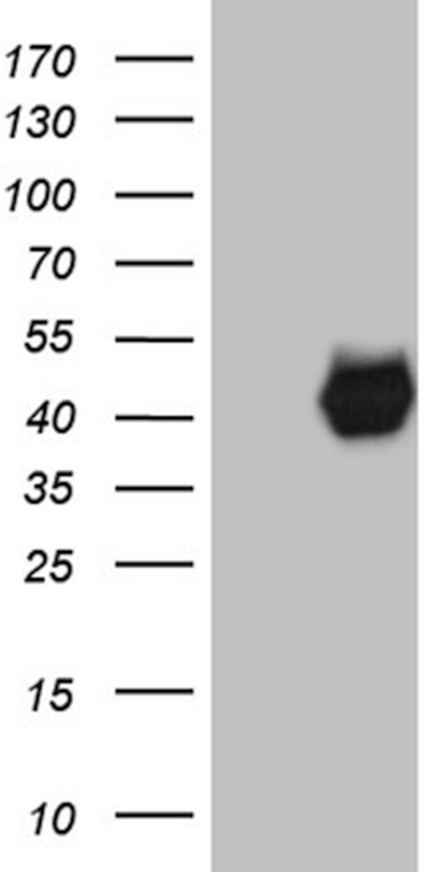 PON3 Antibody in Western Blot (WB)