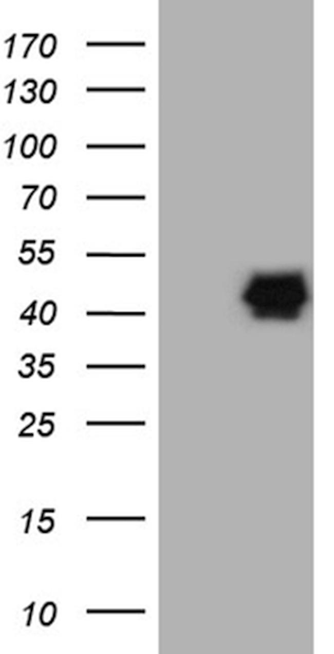 PON3 Antibody in Western Blot (WB)