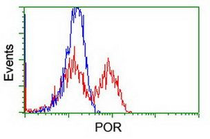 POR Antibody in Flow Cytometry (Flow)