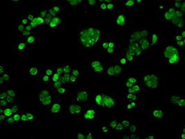 POR Antibody in Immunocytochemistry (ICC/IF)