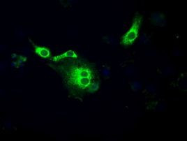 POR Antibody in Immunocytochemistry (ICC/IF)