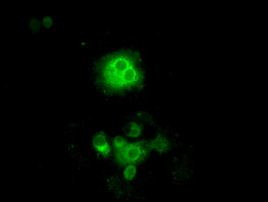 POR Antibody in Immunocytochemistry (ICC/IF)