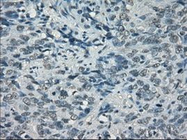 POR Antibody in Immunohistochemistry (Paraffin) (IHC (P))