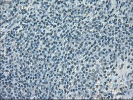 POR Antibody in Immunohistochemistry (Paraffin) (IHC (P))