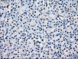 POR Antibody in Immunohistochemistry (Paraffin) (IHC (P))