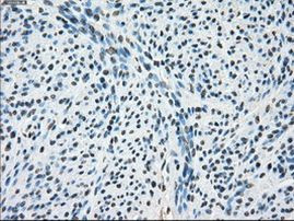 POR Antibody in Immunohistochemistry (Paraffin) (IHC (P))