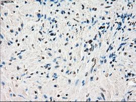 POR Antibody in Immunohistochemistry (Paraffin) (IHC (P))