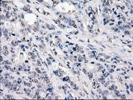 POR Antibody in Immunohistochemistry (Paraffin) (IHC (P))