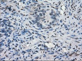 POR Antibody in Immunohistochemistry (Paraffin) (IHC (P))