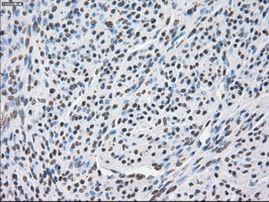 POR Antibody in Immunohistochemistry (Paraffin) (IHC (P))