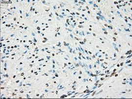 POR Antibody in Immunohistochemistry (Paraffin) (IHC (P))