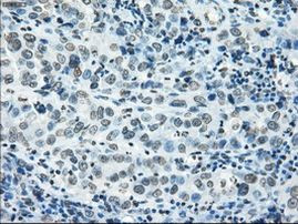 POR Antibody in Immunohistochemistry (Paraffin) (IHC (P))