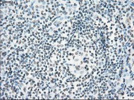 POR Antibody in Immunohistochemistry (Paraffin) (IHC (P))