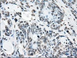 POR Antibody in Immunohistochemistry (Paraffin) (IHC (P))