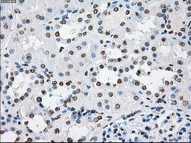 POR Antibody in Immunohistochemistry (Paraffin) (IHC (P))