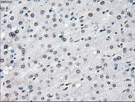 POR Antibody in Immunohistochemistry (Paraffin) (IHC (P))