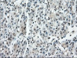 POR Antibody in Immunohistochemistry (Paraffin) (IHC (P))